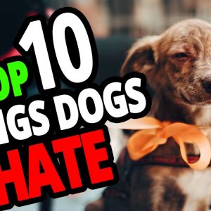 🐕 what do dogs hate? top 10 things people do to dogs that dogs hate!