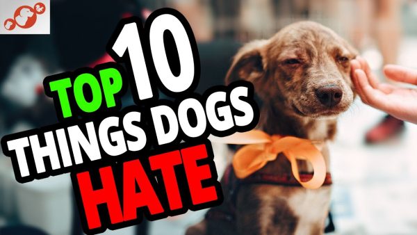 🐕 what do dogs hate? top 10 things people do to dogs that dogs hate!