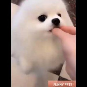 funny puppies dancing & eating #shorts