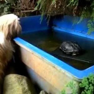 chiko tzitzu dog chat with kuri turtle 1