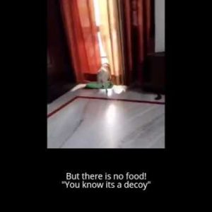 hungry dog is tricked funny reaction