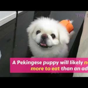 how to feed my pekingese