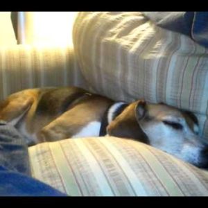 beagle dreaming