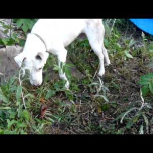 jack russell terrier vs. crawfish