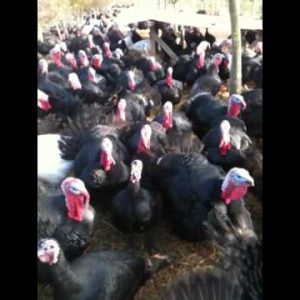 turkeys respond to coughing!