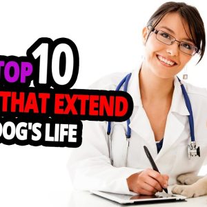 🐕 dog lifespan top 10 things that extend a dog's life that owners fail to do!