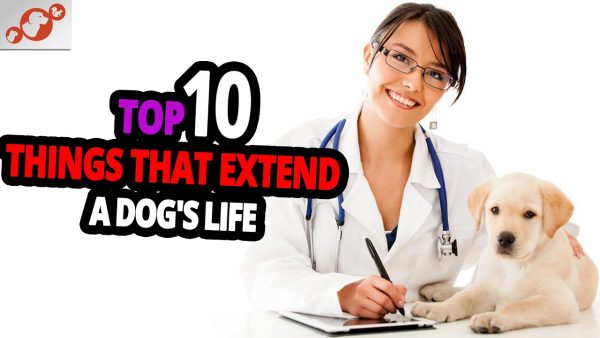 🐕 dog lifespan top 10 things that extend a dog's life that owners fail to do!