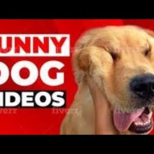 cute dogs compilation 2022 funny & cute dogs & puppies[try not to laugh] #shorts