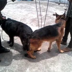 dog mating videos at k9 kennels