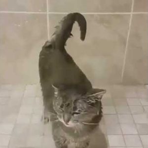 she likes to shower 🤗 funny cat video😂😂 #shorts