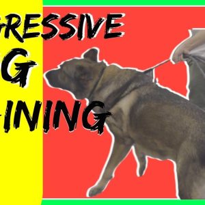 how to train a aggressive german shepherd reactive german shepherd training