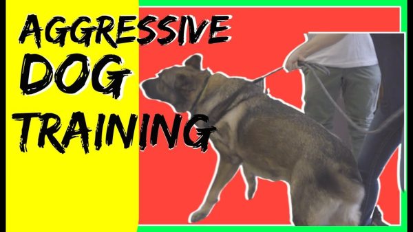 how to train a aggressive german shepherd reactive german shepherd training