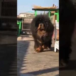 chinese mastiff dog #ytshorts #shorts #petpupfun #fun #dogs #cats #entertaiment #trending #viral