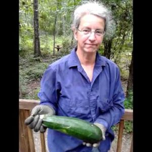 zucchini: make fritters or pickles @ okra paradise farms 2013 07 03