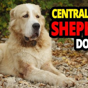 🐕 the central asian shepherd dog all about the central asian shepherd dog breed!