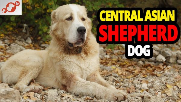 🐕 the central asian shepherd dog all about the central asian shepherd dog breed!