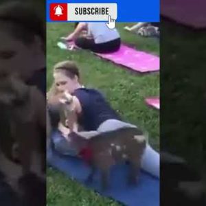 video funny yoga funny animal video funny dog videos #shorts