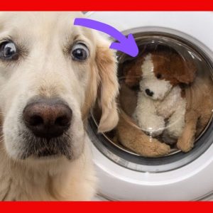 funny dogs react to mirror funny dogs barking at themselves in mirrors compilation 2020