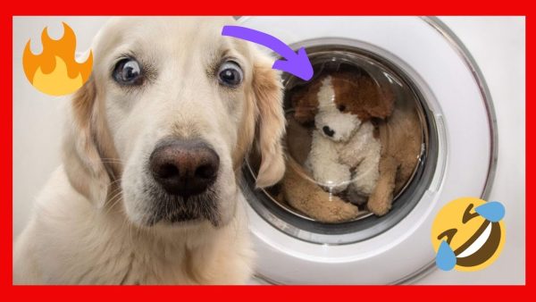 funny dogs react to mirror funny dogs barking at themselves in mirrors compilation 2020