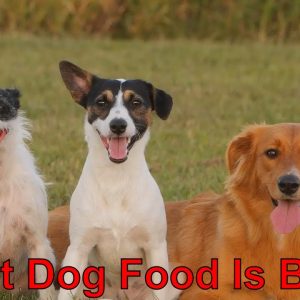 ✅ what dog food is best?