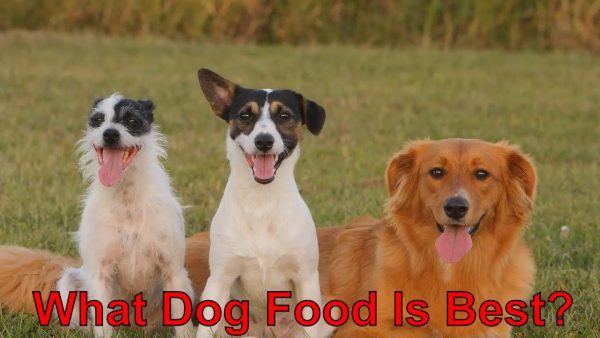 ✅ what dog food is best?