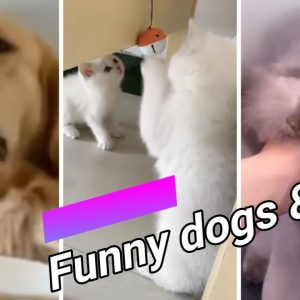 #shorts 🐶😍 funny dogs and cute cats compilation 22 😍🐱