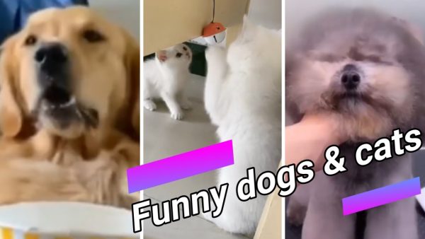 #shorts 🐶😍 funny dogs and cute cats compilation 22 😍🐱