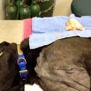 k9 with subpectoral lipoma and lameness