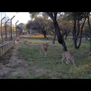 see the cheetah cubs run