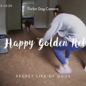 super happy golden retriever dog | furbo dog camera