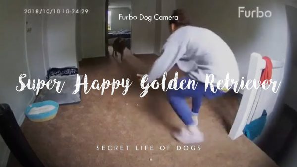 super happy golden retriever dog | furbo dog camera