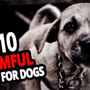 🐕 what is bad for your dog? top 10 harmful things for dogs that people keep doing!