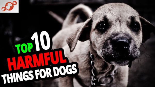 🐕 what is bad for your dog? top 10 harmful things for dogs that people keep doing!