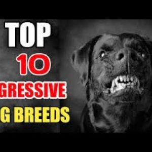 aggressive dogs top 10 most aggressive dog breeds in the world!