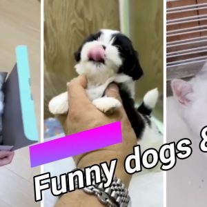 #shorts 😍 funny dogs and cats compilation 7 😍