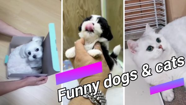 #shorts 😍 funny dogs and cats compilation 7 😍