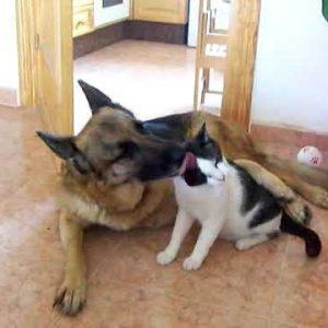 funny german shepherd dog making love with a cat