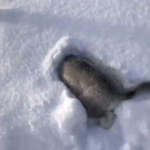 i like snows 😻😻 cute dog video #shorts