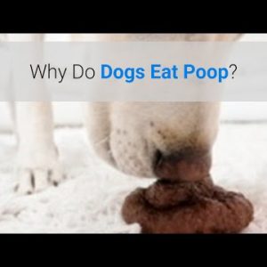 why do dogs eat poop? 5 main reasons