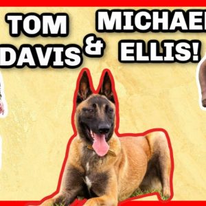 how to become a professional dog trainer with tom davis & michael ellis!