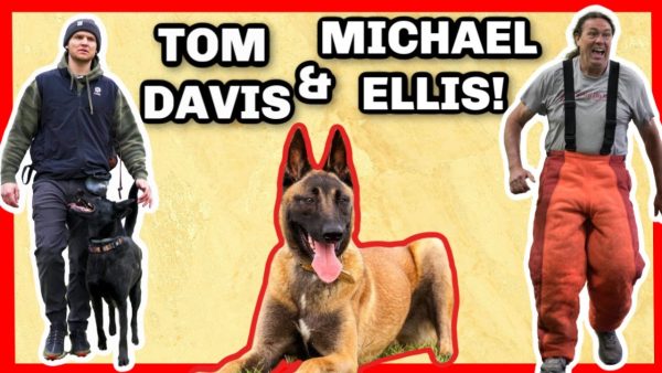 how to become a professional dog trainer with tom davis & michael ellis!