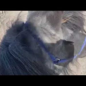 why we don’t ride | bluefeather horse sanctuary