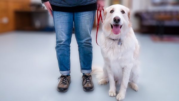 he pulls his owner down to the ground! (ouch!)