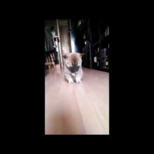 可愛い柴犬 ウトウトする子犬は 面白いペット動画 funny dog shiba sleeping