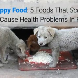 worst puppy food: 5 foods that scientifically proven cause health problems in puppies