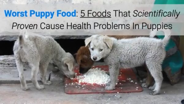 worst puppy food: 5 foods that scientifically proven cause health problems in puppies