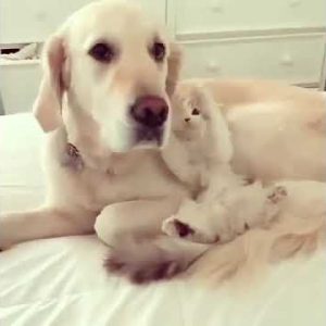 funny animal videos 2022 😂 funniest cats and dogs videos 😍😇 #trending #cutecats #shorts #viral