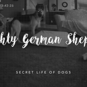 naughty german shepherd | furbo dog camera