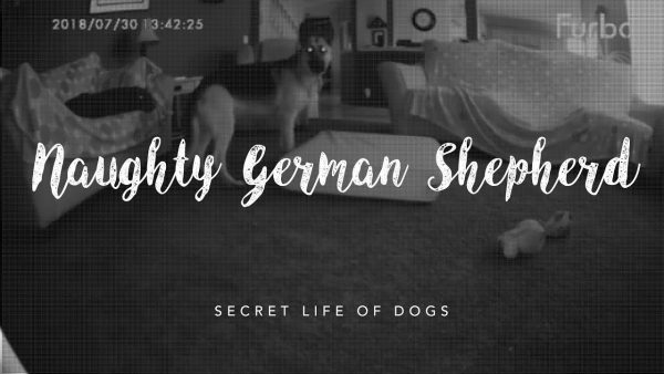 naughty german shepherd | furbo dog camera