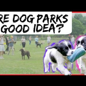 is the dog park a good idea? bringing my dog to the dog park